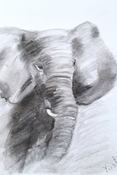 Elefant