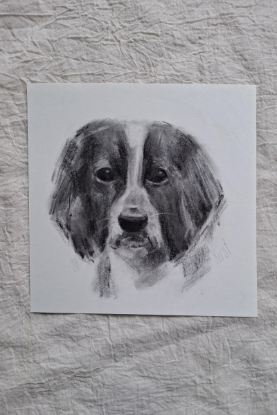 Hundeportrait